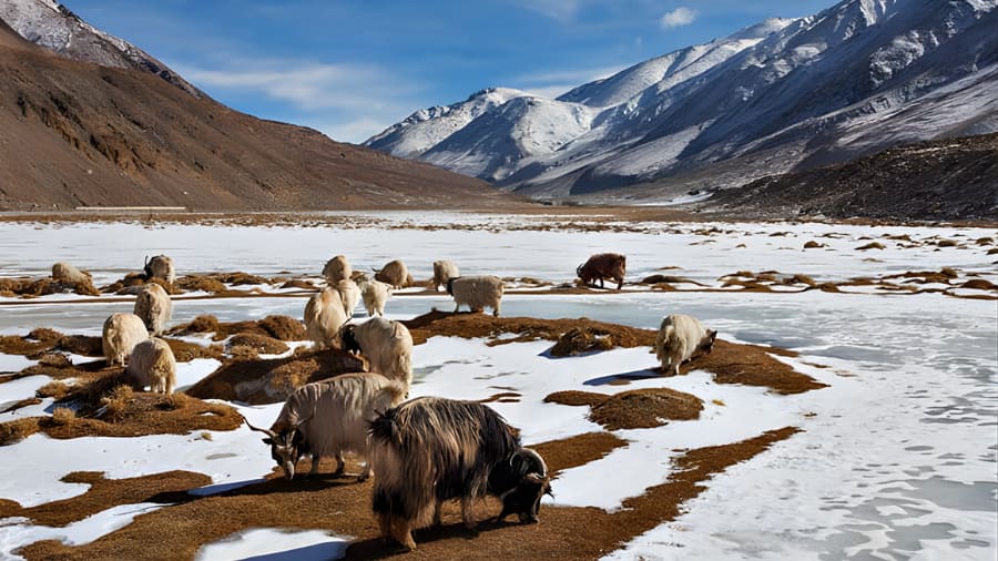 The Best Time to Visit Hemis National Park