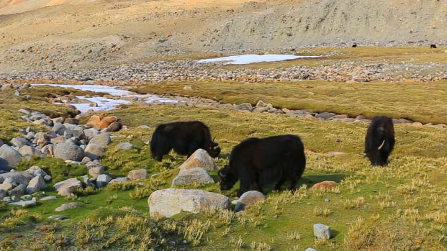 Thriving Wildlife and Flora of Hemis National Park