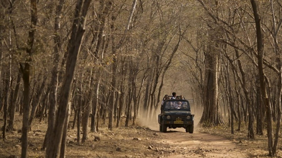 Bandhavgarh Jeep Safari Booking