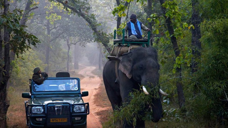 Bandhavgarh National Park Safari experience
