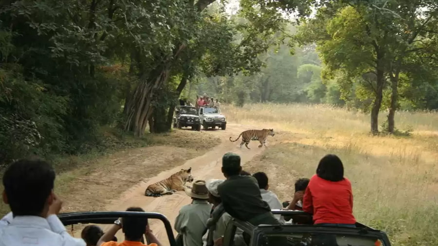 Bandhavgarh Safari Booking Guide