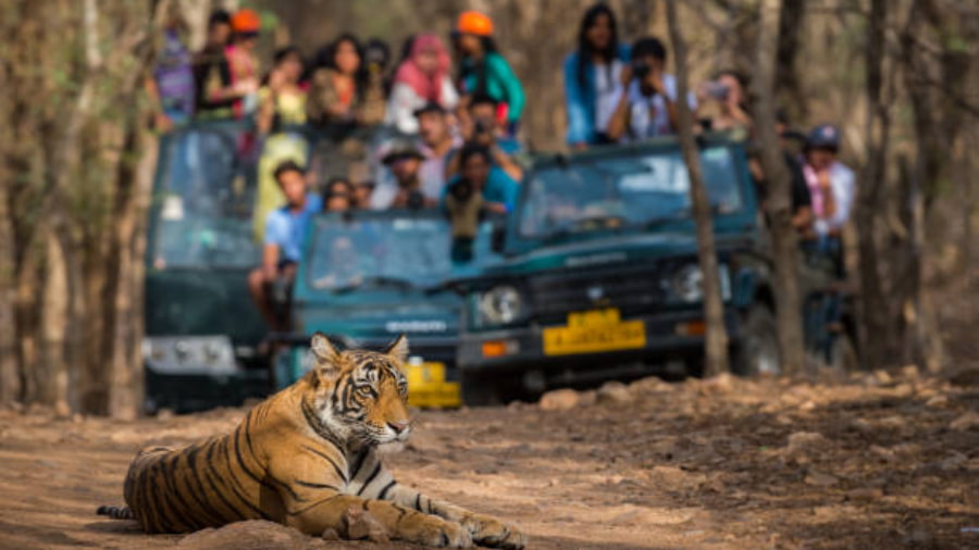 Bandhavgarh Safari Booking Process