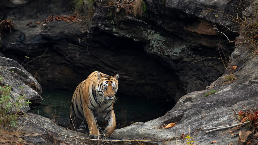 Best Time to Visit for Wildlife Spotting