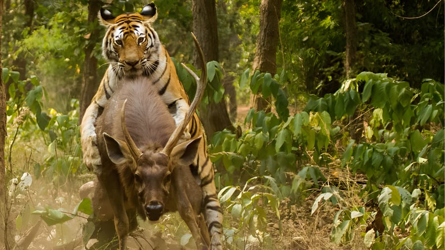 Bhandhavgarh National Park Location and Accessibility