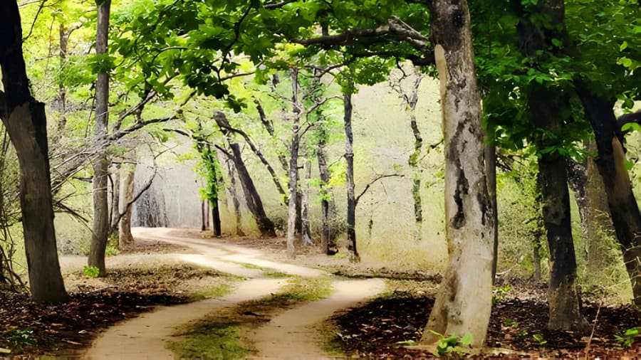 Bhandhavgarh National Park Timings and Opening Time