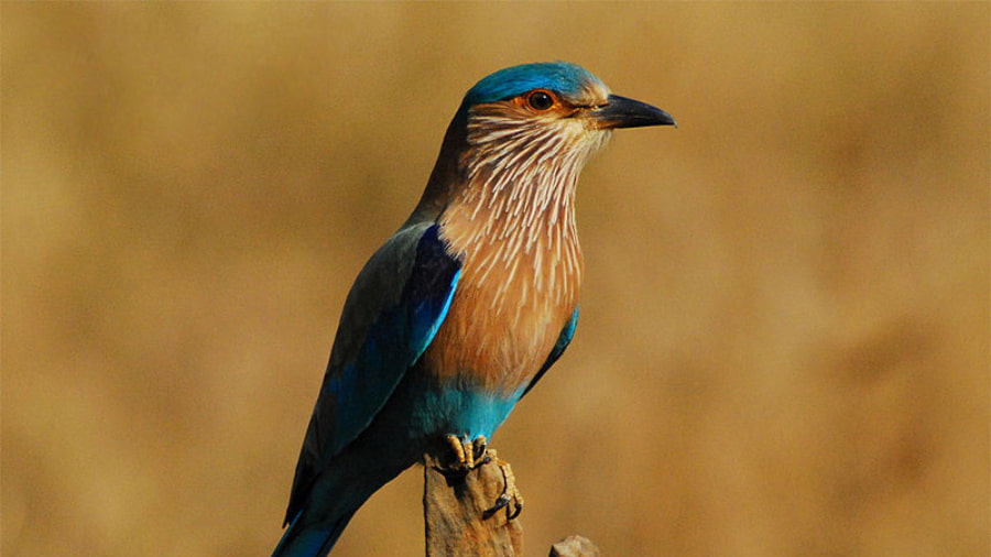 Birdlife and Reptiles