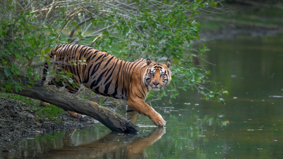 Entry Fee for Adults and Children