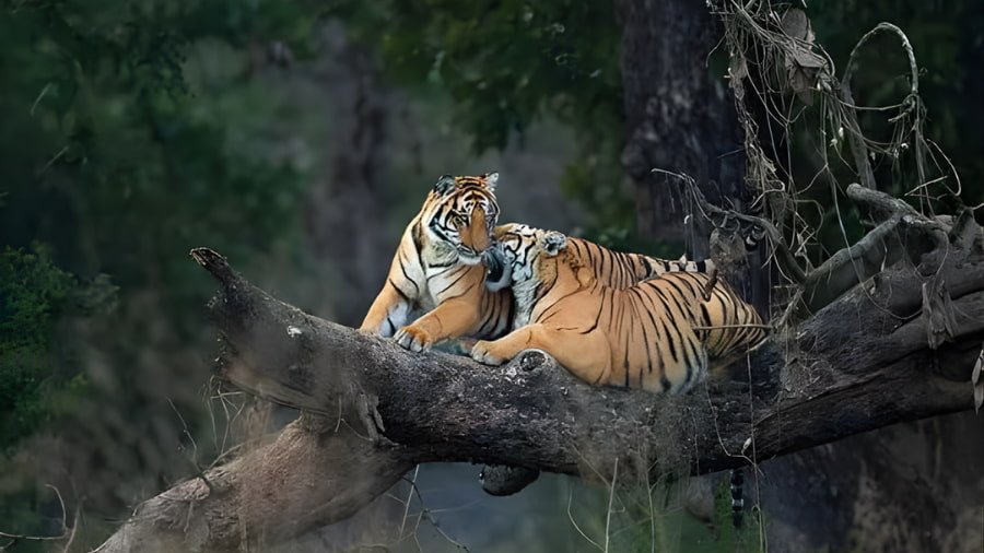 Explore Nature at Panna National Park