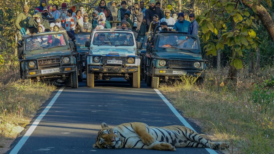 Importance of Safaris in Bandhavgarh
