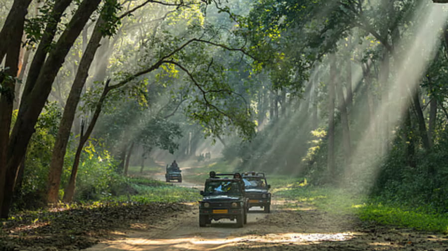 Popular Safari Zones