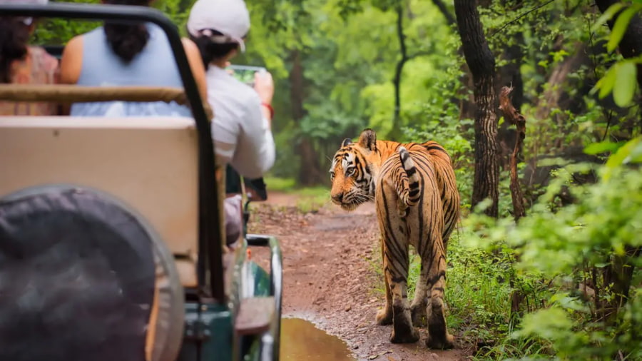 Safari Tips and Safety Guidelines