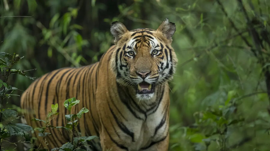 Bandhavgarh National Park