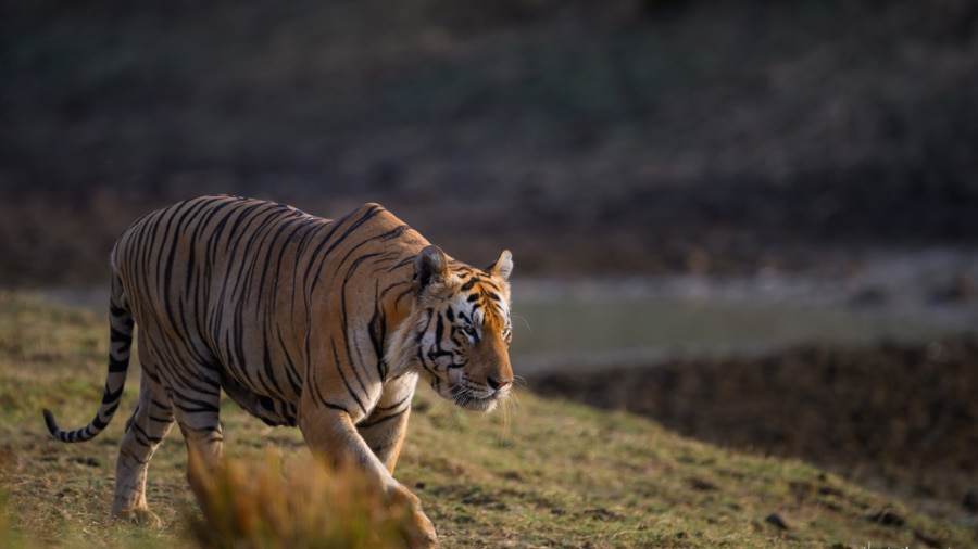 Best Time to See Tigers in India