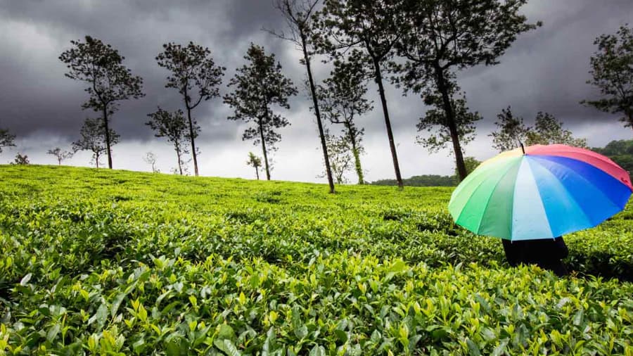 Everything About Munnar’s Monsoon Season