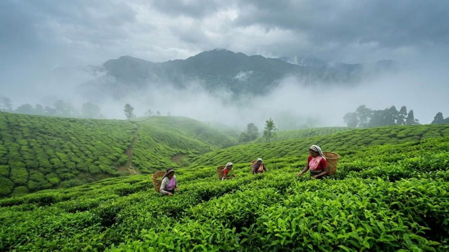 Happy Valley Tea Estate