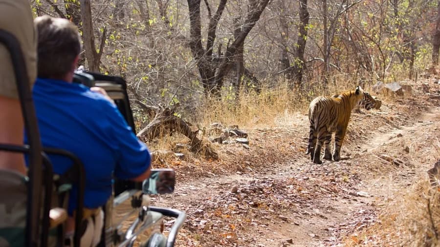 Things to Know Before Planning a Tiger Safari in India