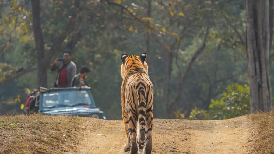 Top Tiger Safari Parks in India