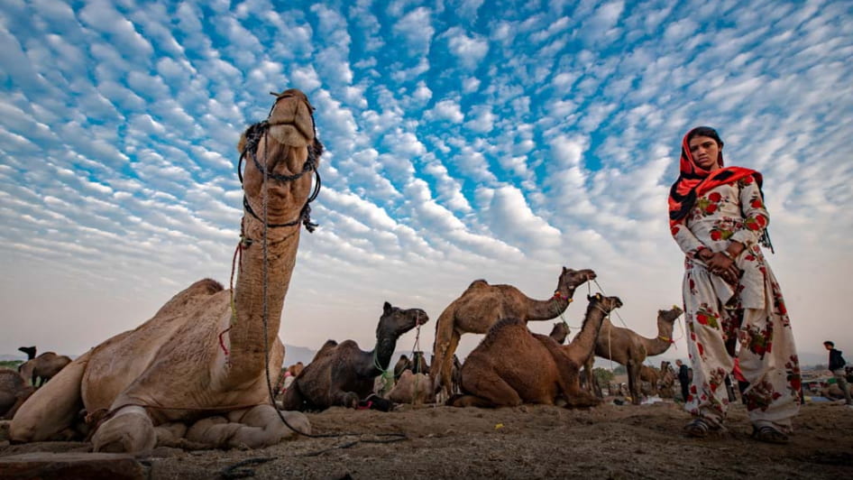 Pushkar Camel Fair 2026 Highlights